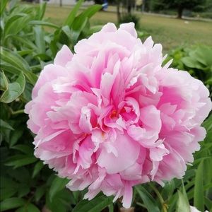 Meet your Posher, Anabel